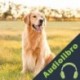 Audiolibro Alimentación del Perro mayor Cresça S.A.